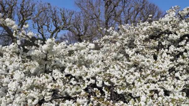 Κερασιά με λευκά άνθη σε πλήρη άνθιση στο Jardin des Plantes στο Παρίσι — Αρχείο Βίντεο