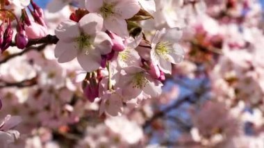 Bir vişne ağacında toplanan pembe çiçek nektarının yakın çekimi.