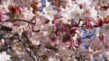 Bir vişne ağacında toplanan pembe çiçek nektarının yakın çekimi.