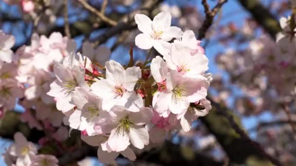 Primer plano de una abeja recogiendo néctar de flores rosadas en un cerezo — Vídeos de Stock