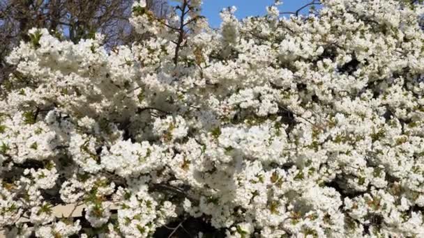 Cerisier aux fleurs blanches en pleine floraison dans le Jardin des Plantes à Paris — Video