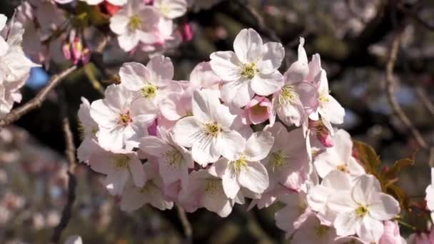 Bir kiraz ağacının açtığı pembe çiçeklere yakın çekim — Stok video
