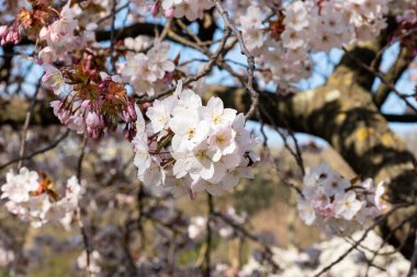 Güneşli bir bahar gününde, bir kiraz ağacında çiçek açmış pembe çiçeklerin yakın çekimi. Jardin des Plantes 'te çekildi. Paris, Fransa' daki ana botanik bahçesi..