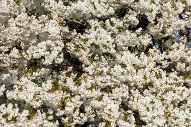 Güneşli bir bahar gününde beyaz çiçekli kiraz ağacı Prunus Sato-Zakura Shirotae. Jardin des Plantes 'te çekildi. Paris, Fransa' daki ana botanik bahçesi..
