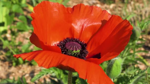 Macro shot of Poppy flower in with the wind. — Stock Video