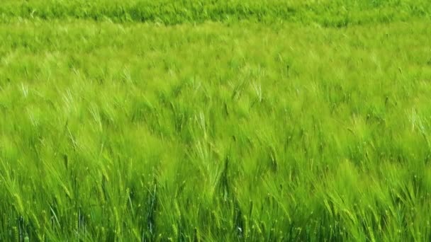 Güneşli bir günde rüzgarda sallanan Yeşil Buğday Tarlası — Stok video