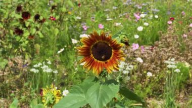 Close-up of a Sunflower waving in the wind on a sunny summer day. Shot in the Kings Kitchen Garden Potager du Roi in Versailles, France.