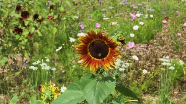 Close Sunflower Waving Wind Sunny Summer Day Shot Kings Kitchen — Stok video