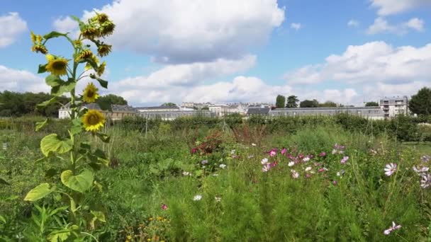 Versailles France August 2022 Pan Shot Kings Kitchen Garden Potager — Vídeo de stock