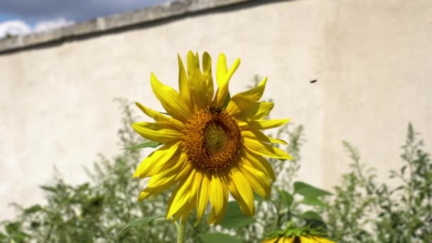 Close Bee Gathering Nectar Sunflower Sunny Summer Day Shot Kings — Vídeo de stock