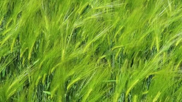 Close Green Wheat Field Waving Wind Sunny Day — Stok video