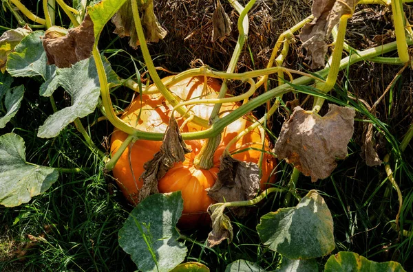 Big orange Pumpkin growing in the garden on a sunny summer day. Shot in the Kings Kitchen Garden Potager du Roi in Versailles, France.