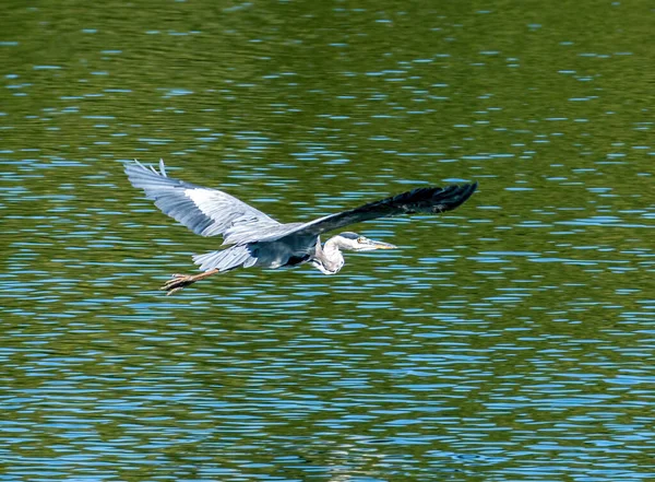 Héron Gris Isolé Survolant Lac Tourné Septembre Dans Réserve Naturelle — Photo