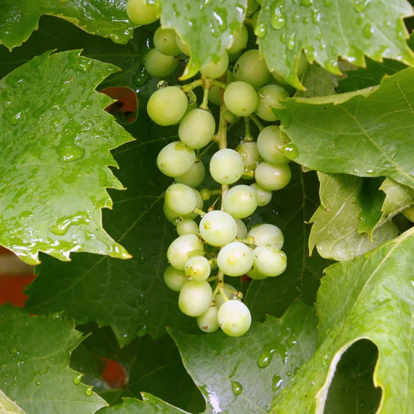 White Grapes on a Vine