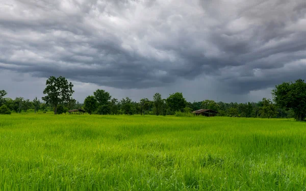 Krajina Zelené Rýžové Pole Zatažená Obloha Rýžová Farma Tropickým Stromem — Stock fotografie