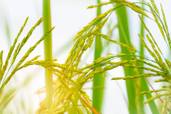 Concentration Sélective Sur Oreille Riz Grosse Graine Plantation Riz Ferme — Photo