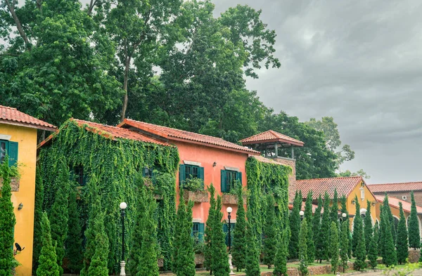 Europe style building covered with green ivy. Green creeping plant climbing on wall and window of tuscany house. Eco-friendly building decor with ivy. Sustainable building. Tourist attraction.