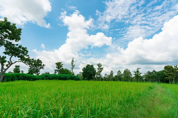 Paysage Rizière Verte Plantation Manioc Ferme Riz Avec Ciel Bleu — Photo