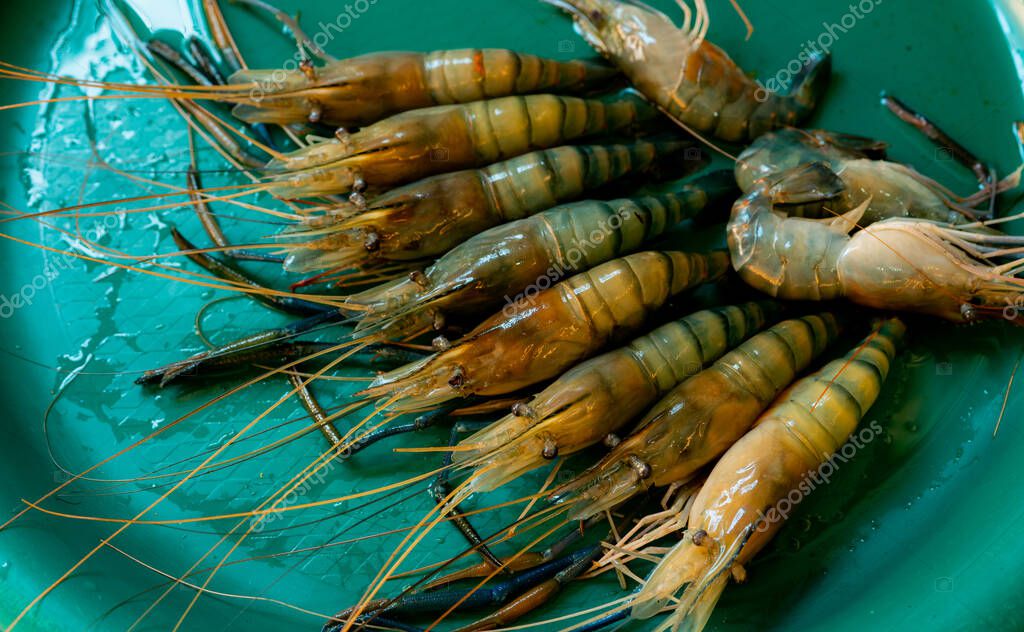 Camarones gigantes de agua dulce en bandeja de plástico verde