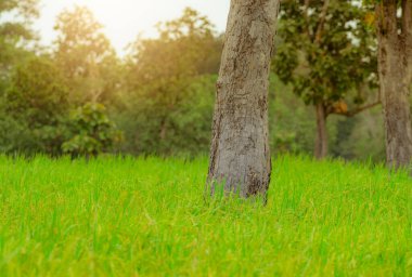 Ubon Ratchathani, Tayland 'da pirinç tarlasında bir ağaç. Pirinç tarlası. Yeşil çeltik tarlası. Asya 'da organik pirinç çiftliği. Kırsal kesimdeki ormanın yakınındaki tarım çiftliği. Sürdürülebilir tarım.