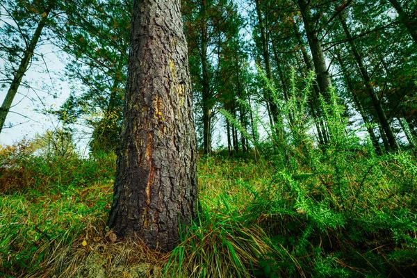 Commerciële Dennenboom Het Bos Bodem Uitzicht Pijnboom Stam Met Amberkleurige — Stockfoto