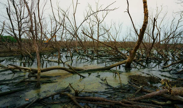 Árbol Muerto Bosque Inundado Con Aguas Residuales Crisis Ambiental Por — Foto de Stock