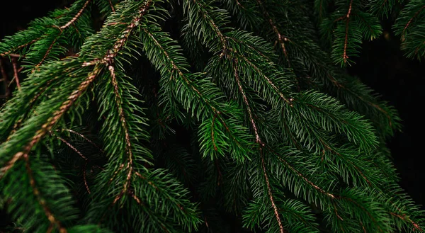 Green Pine Tree Leaves Branches Dark Background Forest Dark Green — Stock Photo, Image