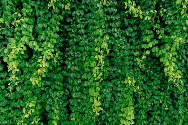 Зелена Лоза Екологічна Стіна Зелена Повзуча Рослина Мокрим Листям Вилазить — стокове фото