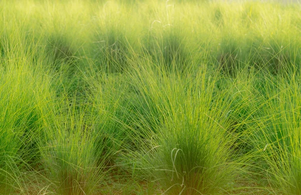 Green Vetiver Grass Field Vetiver System Used Soil Water Conservation — 스톡 사진