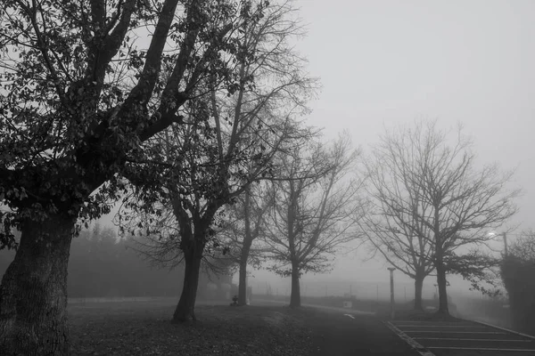 Black and white scene of leafless trees for Halloween day background. Trees beside the road in the mist. Halloween night background. Death, sad, hopeless, and despair concept. Dead tree branches.