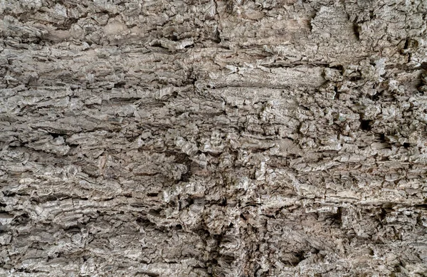 Old Tree Bark Texture Background Gray Wood Skin Abstract Background — Foto Stock