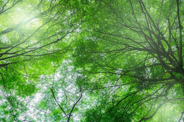 Vue Bas Arbre Avec Des Feuilles Vertes Dans Forêt Tropicale — Photo