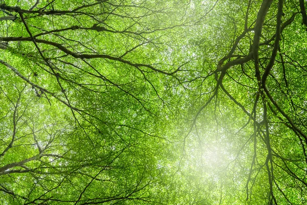 Bottom view of tree with green leaves and branches in tropical forest. Fresh environment in park. Green tree give oxygen in summer garden. Environmental conservation. Ecology concept. Carbon reduction