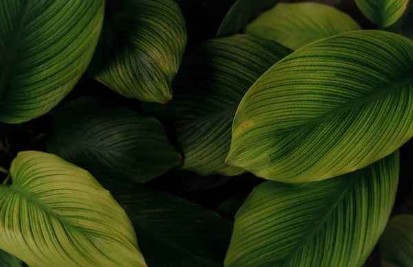 Closeup Folhas Verdes Planta Tropical Jardim Folha Verde Escura Densa — Fotografia de Stock