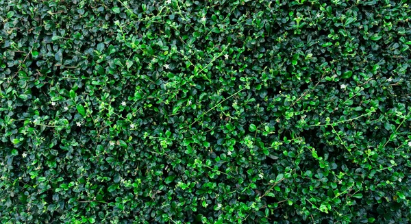 Small Green Leaves Hedge Wall Texture Background Closeup Green Hedge — Zdjęcie stockowe