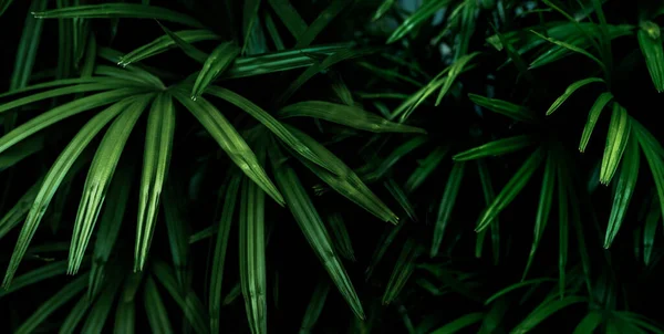 Closeup Green Leaves Tropical Plant Garden Ornamental Plant Decor Garden — Stok fotoğraf