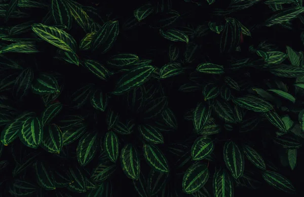 Closeup Green Leaves Tropical Plant Garden Dense Dark Green Leaf — Stok fotoğraf