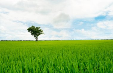 Landscape of green rice field with a lonely tree and blue sky. Rice plantation. Green rice paddy field. Agricultural field. Farm land in Thailand. Land plot. Beauty in nature. Green season. 