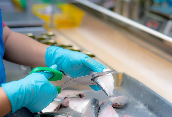 Worker working in a canned food factory. Food industry. Canned fish factory. Worker's hand cutting sardine to fill in cans. Worker in food processing production line. Food manufacturing industry.