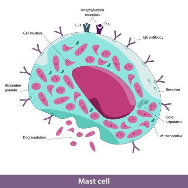 Direk hücre yapısı. Golgi aparatı, mitokondri, degranülasyon süreci, hücre çekirdeği, C3a, C5a anafilatoksin reseptörleri, lgE antikor gibi hücre elementlerinin vektör görüntüsü