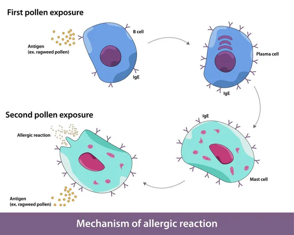 Mecanismo Alergia Antígenos Como Grano Polen Que Son Inofensivos Pero — Vector de stock