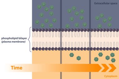 Membrane taşıma mekanizması: fosfolipid bikatman boyunca doğrudan bir konsantrasyon gradyanı aşağı basit difüzyon