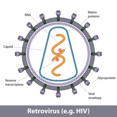 Retrovirüs yapısı (örn. HIV virüsü. Sipmlenmiş virüs yapısı