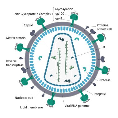 Detaylı virüs yapısı. Tipik virüs, DNA ve RNA virüslerinin biyolojik yapısı, protein zarfı, kapsid, gp120, gp41, tat, nükleocapsid, integral, proteaz, lipid membrane