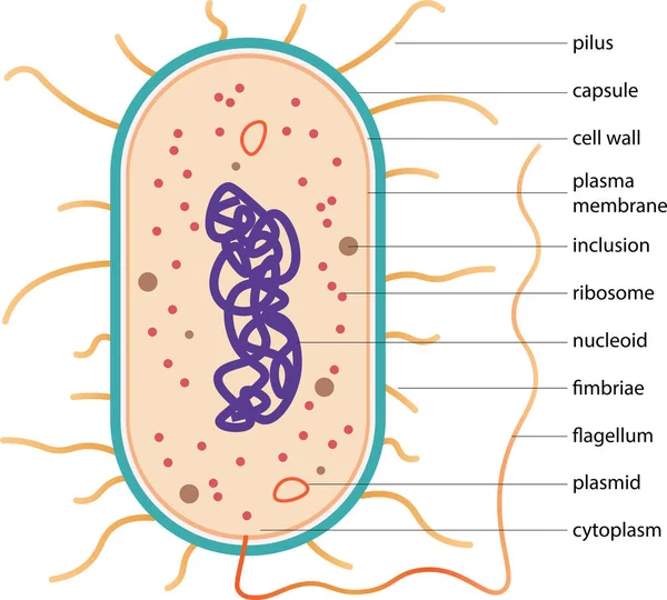 Typowa Komórka Prokariotyczna Schemat Typowych Bakterii — Wektor stockowy