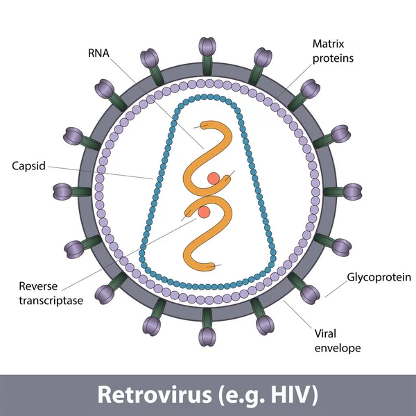 Estructura Del Retrovirus Por Ejemplo Vih Estructura Del Virus Sipmlified — Vector de stock