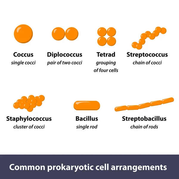 一般的な原核細胞の配置 最も簡単な細胞の配置の種類 — ストックベクタ