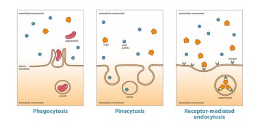 Variations of endocytosis: phagocytosis, pinocytosis, receptor-mediated endocytosis. Various types of endocytosis, uptake of matter through plasma membrane invagination and vacuole, vesicle formation clipart