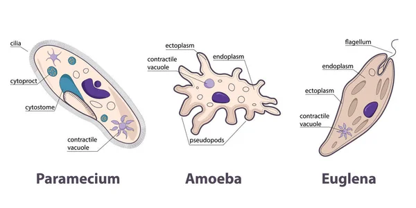 原生動物の品種 パラメキウム アメーバ ユーグレナ 単細胞真核生物寄生虫の例として異なる原虫の形 — ストックベクタ