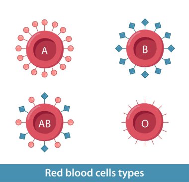 Kırmızı kan hücreleri: A, B, AB, 0. Genel protein reseptörü molekülü ve protein reseptörlerine spesifik karbonhidrat eklenmesi